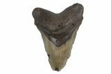 Fossil Megalodon Tooth - North Carolina #245888-1